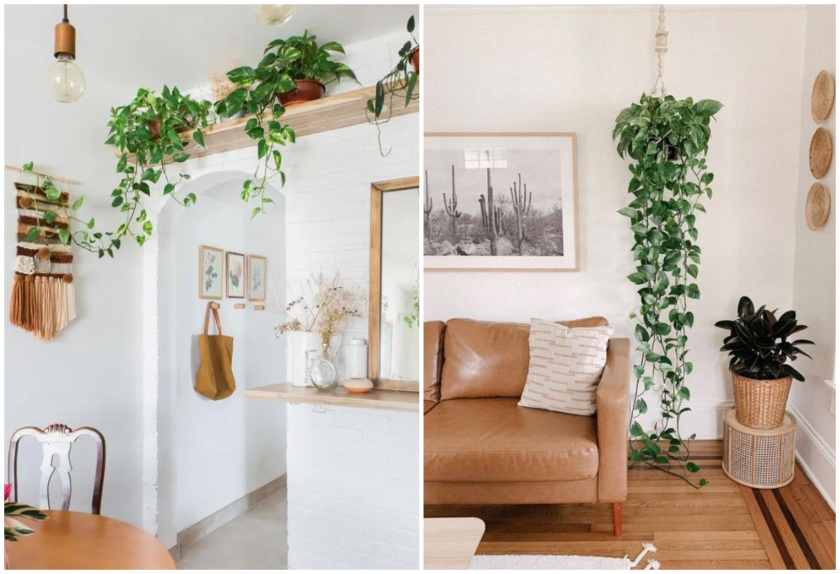 5 opções de plantas para sala para decorar de forma natural